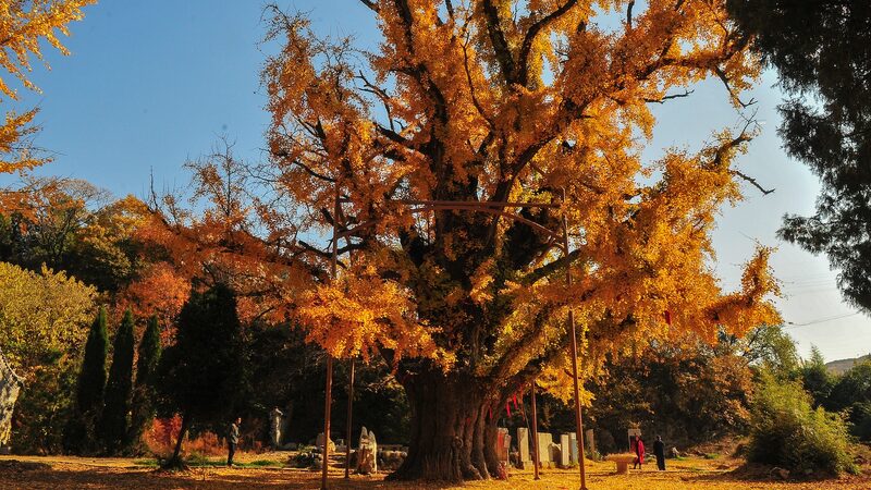 China_Launches__Green_Treasures__Initiative_to_Protect_Ancient_Trees____