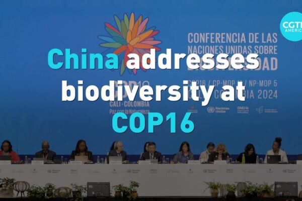 China Leads Biodiversity Efforts at COP16 in Cali 🌿✨ China_Leads_Biodiversity_Efforts_at_COP16_in_Cali___ video poster