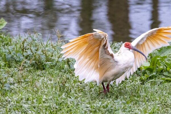 China Leads Global Biodiversity Charge 🌱🌏 China_Leads_Global_Biodiversity_Charge___