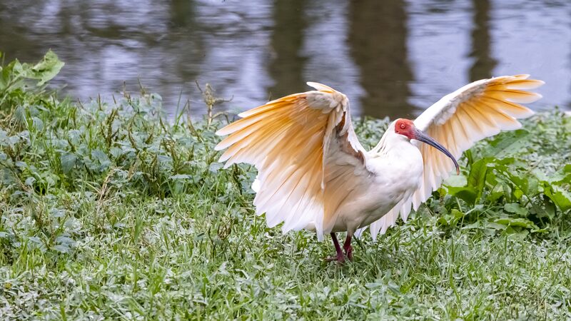 China_Leads_Global_Biodiversity_Charge___