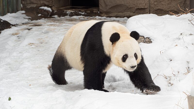 China_Partners_with_Spain___US_for_Giant_Panda_Conservation___