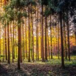 China_Plants_4_45M_Hectares_of_Trees_in_2024___