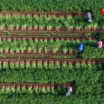 China_Prioritizes_Food_Security_in_2025_Policy_Blueprint____