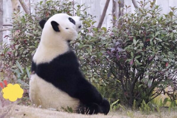 China Sends Panda Couple to Spain in Diplomatic Gesture ๐ผโ๏ธ๐ China_Sends_Panda_Couple_to_Spain_in_Diplomatic_Gesture_____ video poster