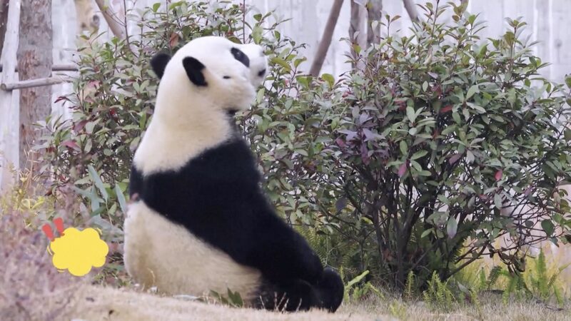 China_Sends_Panda_Couple_to_Spain_in_Diplomatic_Gesture______poster - 🌍NewspaperAmigo – Your Global News Buddy 🗞️ China_Sends_Panda_Couple_to_Spain_in_Diplomatic_Gesture_____ video poster