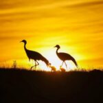 China_Steps_Up_Protection_for_Migratory_Bird_Flyways___