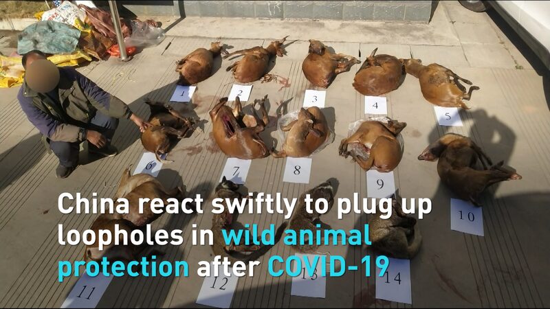 China_Tightens_Wildlife_Protection_Laws_to_Prevent_Pandemics____poster - 🌍NewspaperAmigo – Your Global News Buddy 🗞️ China_Tightens_Wildlife_Protection_Laws_to_Prevent_Pandemics___ video poster