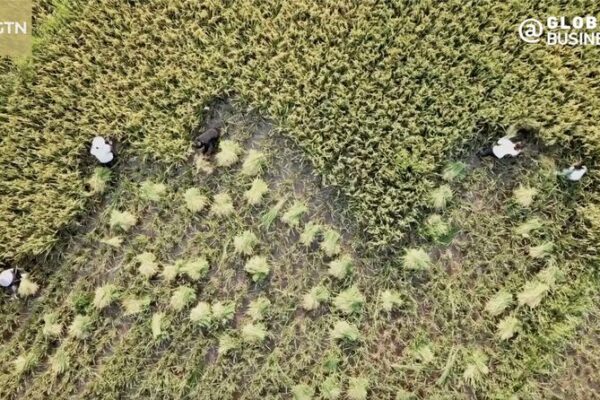 🌱 China-Uganda Farming Boom: Agri-Trade Up 12.8% in 2024! __China_Uganda_Farming_Boom__Agri_Trade_Up_12_8__in_2024_ video poster