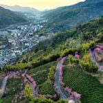 China_Unveils_2024_Rural_Revitalization_Blueprint___