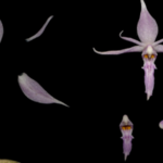 China_Unveils_2024_s_Wildest_Species_Discoveries___ video poster