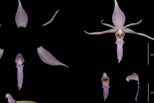 China Unveils 2024’s Wildest Species Discoveries 🦖🌿 China_Unveils_2024_s_Wildest_Species_Discoveries___ video poster