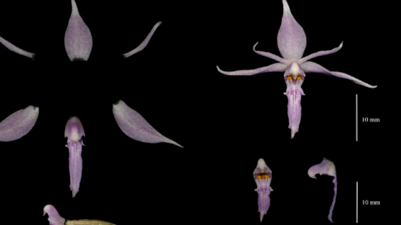 China_Unveils_2024_s_Wildest_Species_Discoveries____poster - 🌍NewspaperAmigo – Your Global News Buddy 🗞️ China_Unveils_2024_s_Wildest_Species_Discoveries___ video poster