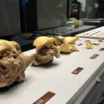 China_Unveils_300_000_Year_Old_Human_Fossils_Rewriting_Evolution_History___