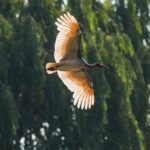 China_Unveils_First_National_Crested_Ibis_Protection_Center___