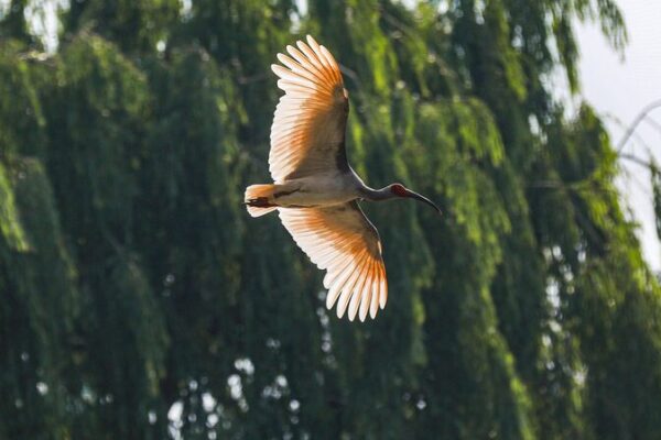 China Unveils First National Crested Ibis Protection Center 🌿🦢 China_Unveils_First_National_Crested_Ibis_Protection_Center___