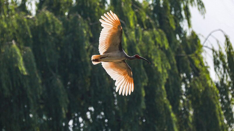 China_Unveils_First_National_Crested_Ibis_Protection_Center___ - 🌍NewspaperAmigo – Your Global News Buddy 🗞️ China_Unveils_First_National_Crested_Ibis_Protection_Center___