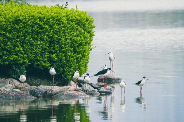 China Unveils Region-Specific Eco Plan 🌱 China_Unveils_Region_Specific_Eco_Plan__