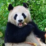 China___U_S__Unite_for_Panda_Power__10_Year_Conservation_Deal____