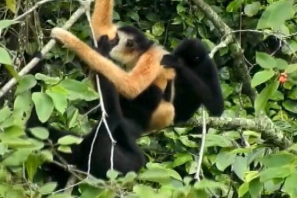 China & Vietnam Team Up to Save Rare Gibbons ๐ฟ๐ China___Vietnam_Team_Up_to_Save_Rare_Gibbons___