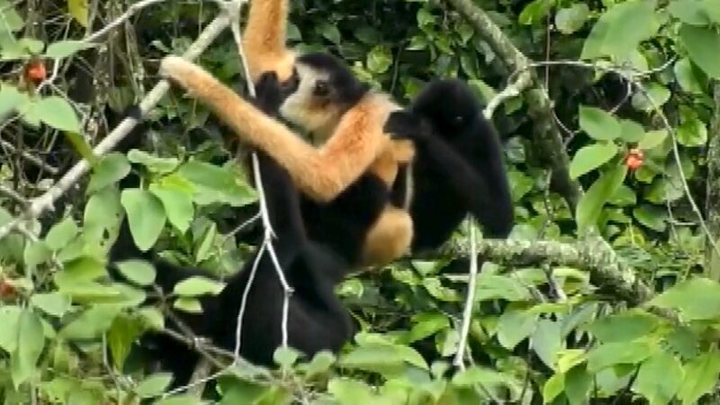 China___Vietnam_Team_Up_to_Save_Rare_Gibbons___ - 🌍NewspaperAmigo – Your Global News Buddy 🗞️ China___Vietnam_Team_Up_to_Save_Rare_Gibbons___