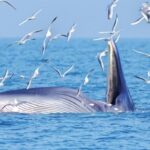 China_and_Philippines_Clash_Over_South_China_Sea_s_Marine_Protection_Efforts