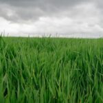 __China_and_Romania_Seed_Future_with_Agri_Tech_Lab