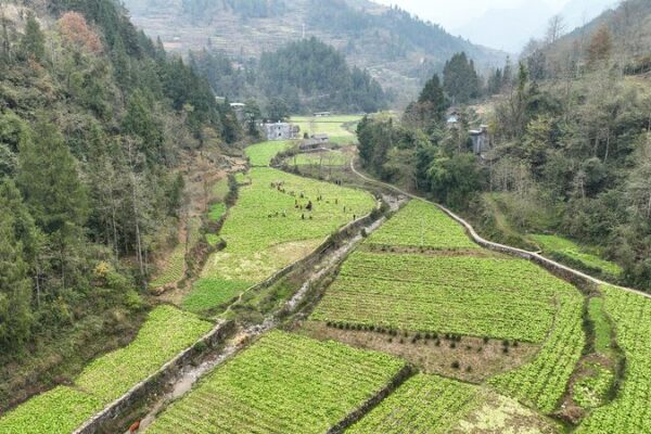 China_s_2024_Blueprint_for_Rural_Revitalization_Unveiled__Top_10_Highlights___