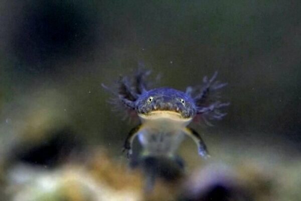 China’s Amji’s Salamanders Make a Comeback 🐸💚 China_s_Amji_s_Salamanders_Make_a_Comeback___ video poster