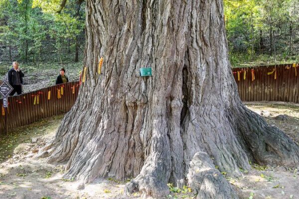 China’s Ancient Trees Hit 5 Million 🌳✨ China_s_Ancient_Trees_Hit_5_Million___