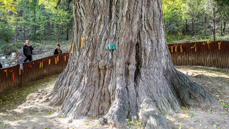 China_s_Ancient_Trees_Hit_5_Million___