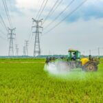 China_s_Autumn_Grain_Harvest_Shows_Steady_Growth___