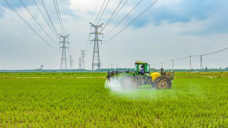 China_s_Autumn_Grain_Harvest_Shows_Steady_Growth___