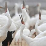 China_s_Birdwatching_Boom_Boosts_Eco_Tourism___ video poster