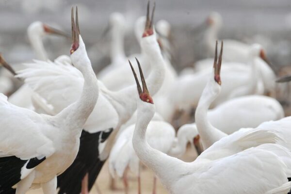 China_s_Birdwatching_Boom_Boosts_Eco_Tourism___ video poster