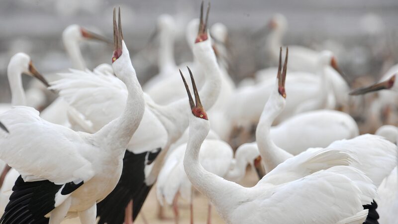 China_s_Birdwatching_Boom_Boosts_Eco_Tourism___ video poster