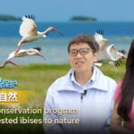 China_s_Crested_Ibis_Soars_Back__From_Near_Extinction_to_Over_7_700_Birds___ video poster