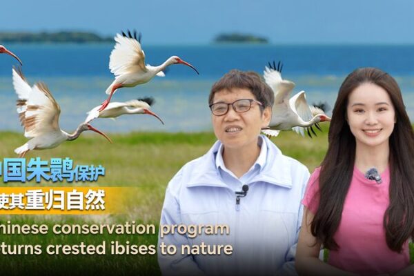 China’s Crested Ibis Soars Back: From Near Extinction to Over 7,700 Birds 🌍🦢 China_s_Crested_Ibis_Soars_Back__From_Near_Extinction_to_Over_7_700_Birds___ video poster