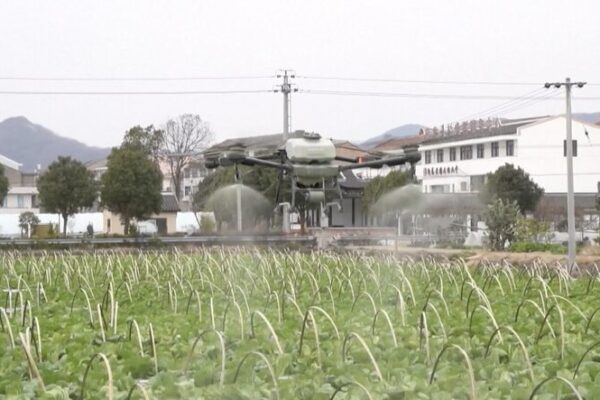 China’s Drone Tech Transforms Farming 🌾🚀 China_s_Drone_Tech_Transforms_Farming___ video poster