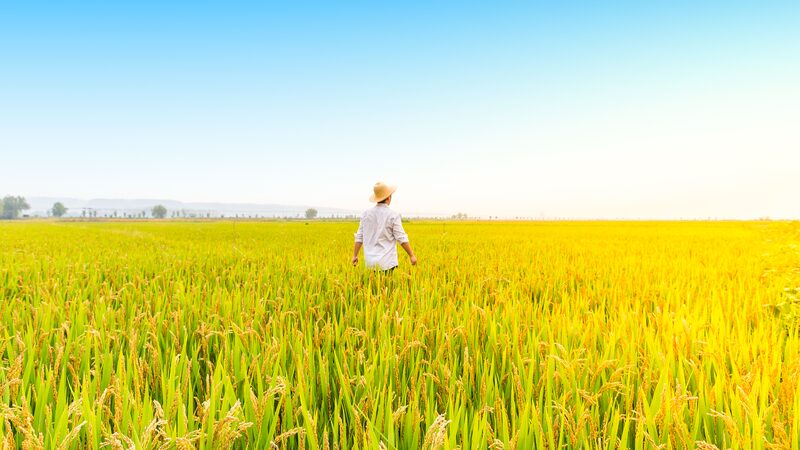 China_s_Farmland_Grows_for_3rd_Year__ - 🌍NewspaperAmigo – Your Global News Buddy 🗞️ China_s_Farmland_Grows_for_3rd_Year__