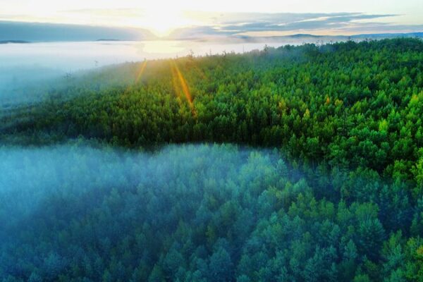 🌳💥 China’s Forest Food Output Hits Record 226M Tonnes in 2023 ___China_s_Forest_Food_Output_Hits_Record_226M_Tonnes_in_2023