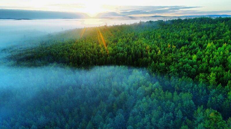 China_s_Forest_Food_Output_Hits_Record_226M_Tonnes_in_2023 - 🌍NewspaperAmigo – Your Global News Buddy 🗞️ ___China_s_Forest_Food_Output_Hits_Record_226M_Tonnes_in_2023