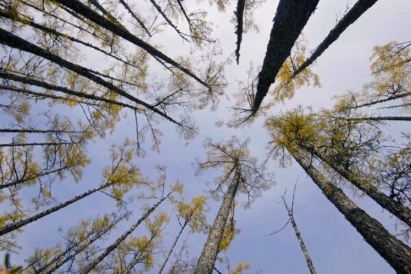 China’s Greater Xing’an Range Dazzles in Autumn Glory 🍂🦢 China_s_Greater_Xing_an_Range_Dazzles_in_Autumn_Glory___ video poster