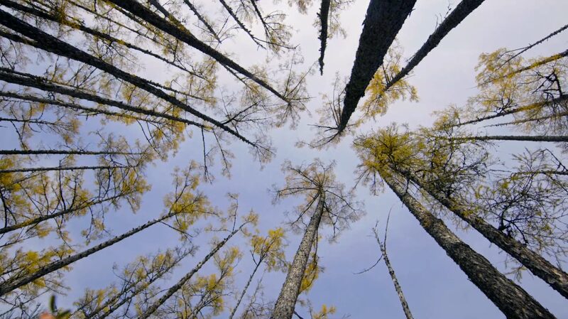 China_s_Greater_Xing_an_Range_Dazzles_in_Autumn_Glory___ video poster