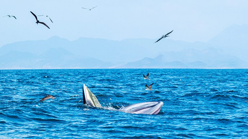 China_s_Green_Ambitions__Safeguarding_Glaciers_and_Marine_Life____poster - 🌍NewspaperAmigo – Your Global News Buddy 🗞️ China_s_Green_Ambitions__Safeguarding_Glaciers_and_Marine_Life___ video poster