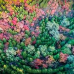 __China_s_Green_Push___Why_Forests_Are_the_Future__