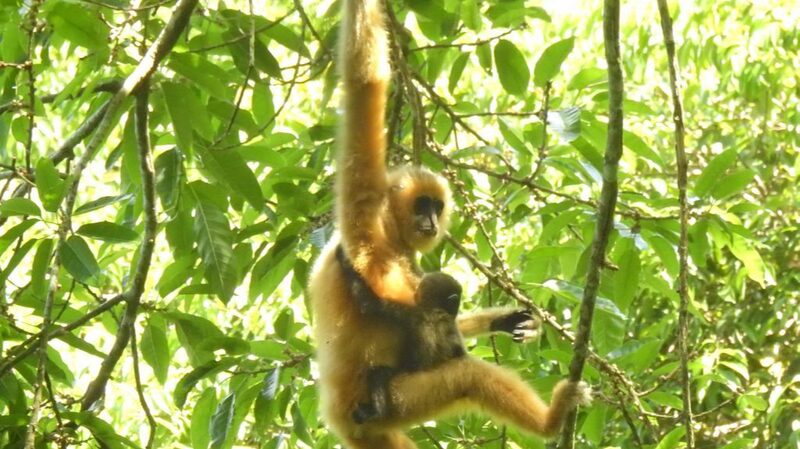 China_s_Green_Revolution__Saving_Species__Securing_Futures___