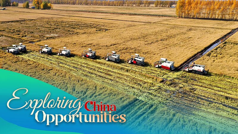 China_s_High_Tech_Farmlands_Fuel_Record_Grain_Harvest___ - 🌍NewspaperAmigo – Your Global News Buddy 🗞️ China_s_High_Tech_Farmlands_Fuel_Record_Grain_Harvest___