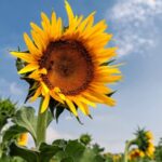 __China_s_Hottest_Autumn_Ever__Climate_Change_Hits_New_High___