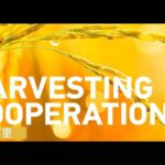 China_s_Hybrid_Rice_Tech_Sprouts_Hope_Across_ASEAN___ video poster