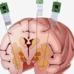 China_s_Neuroscroll_Breakthrough__Monkey_Brains___Tech_Gains___